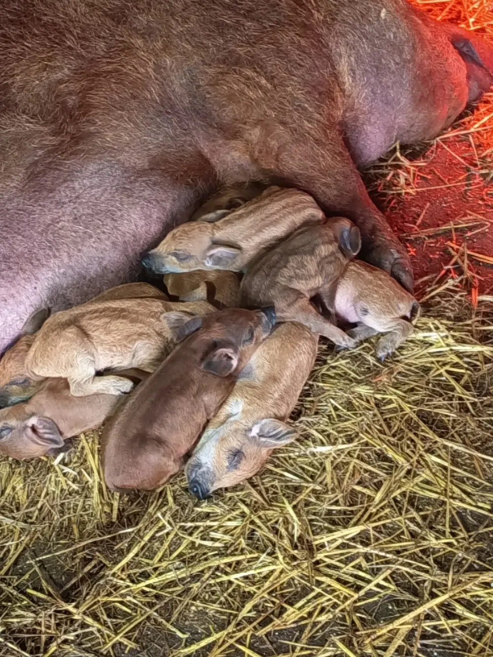 Vand scroafă mangalița cu 9 purcei