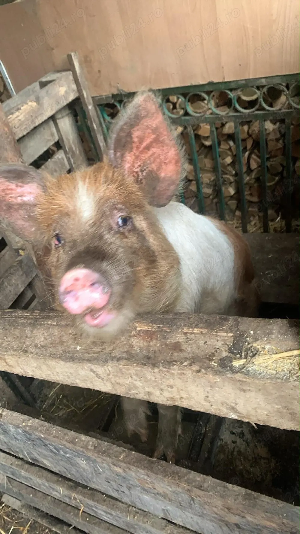 Scrofita Landrace cu Duroc 