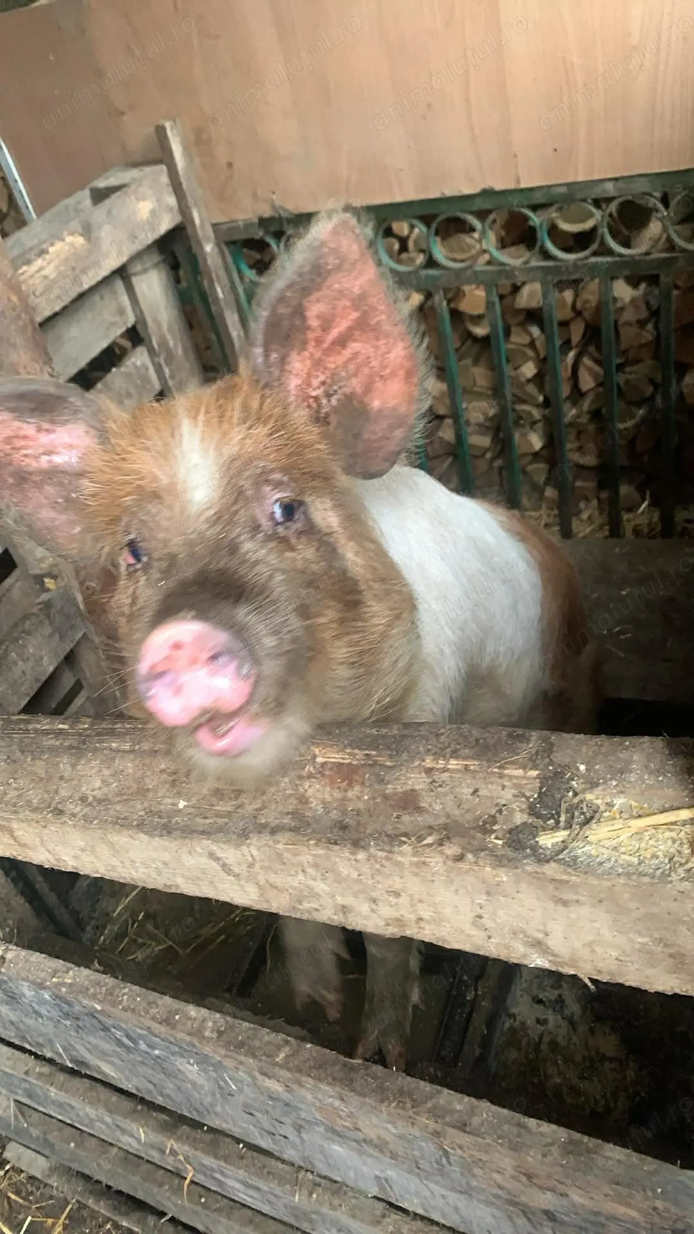 Scrofita Landrace cu Duroc 40 kg ++++