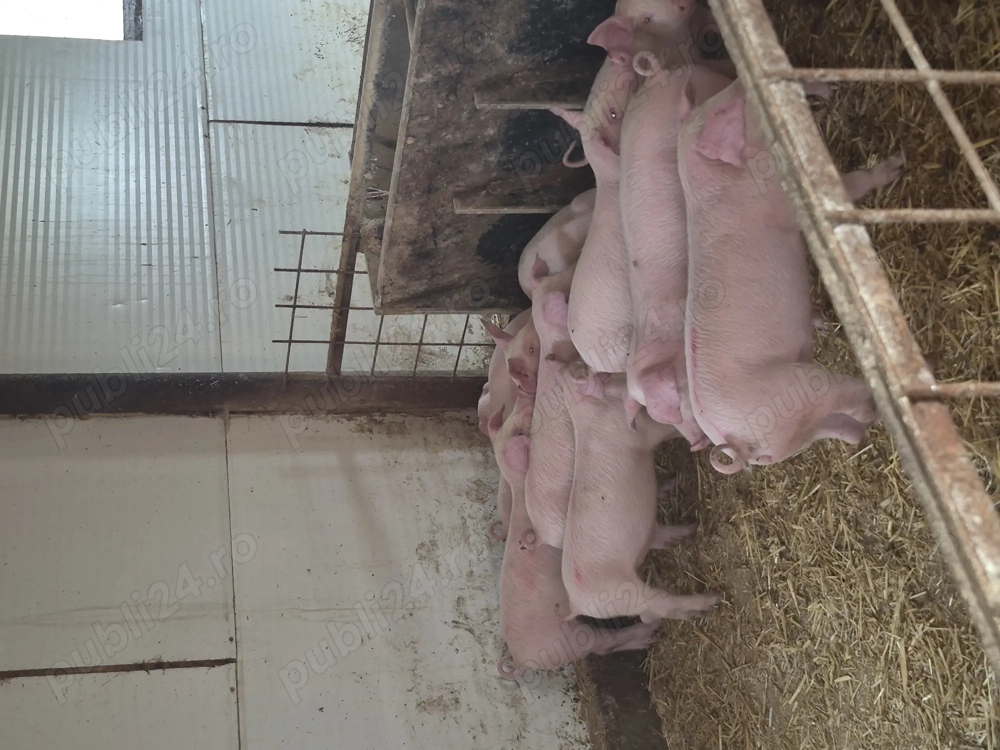 Marele alb  landrace 25-30 de kg