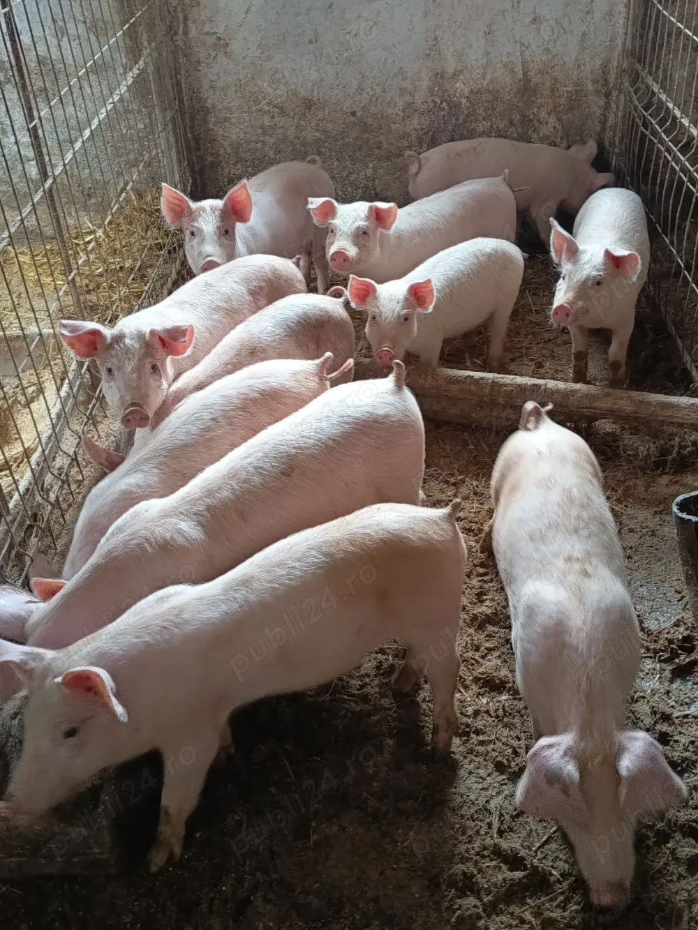 purcelusi de vânzare 