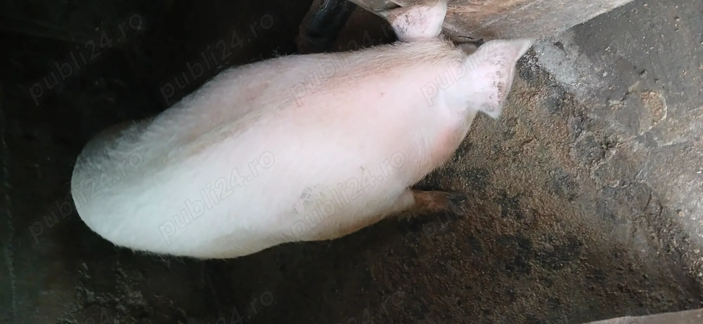 Vand purcea întreaga sau carcasa