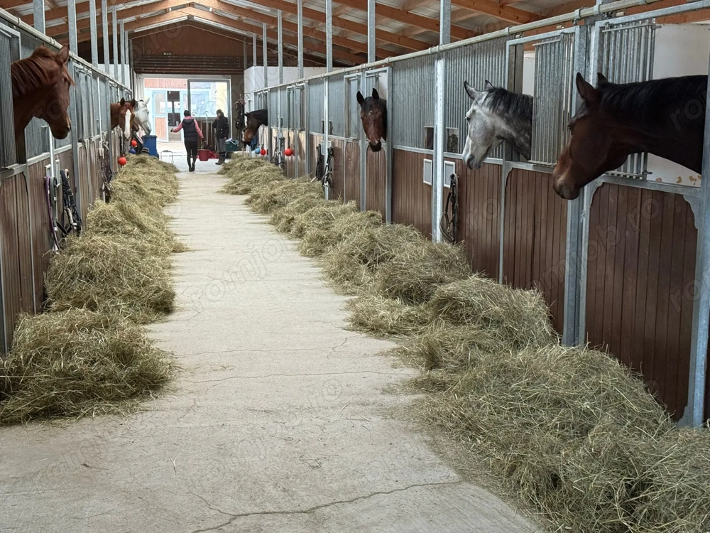 Angajez muncitor la ferma de cai in Austria 