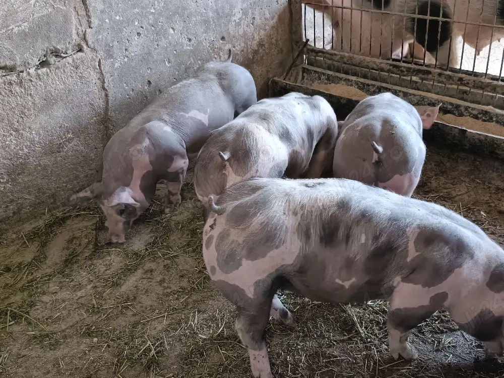 vand purcei pietrain 