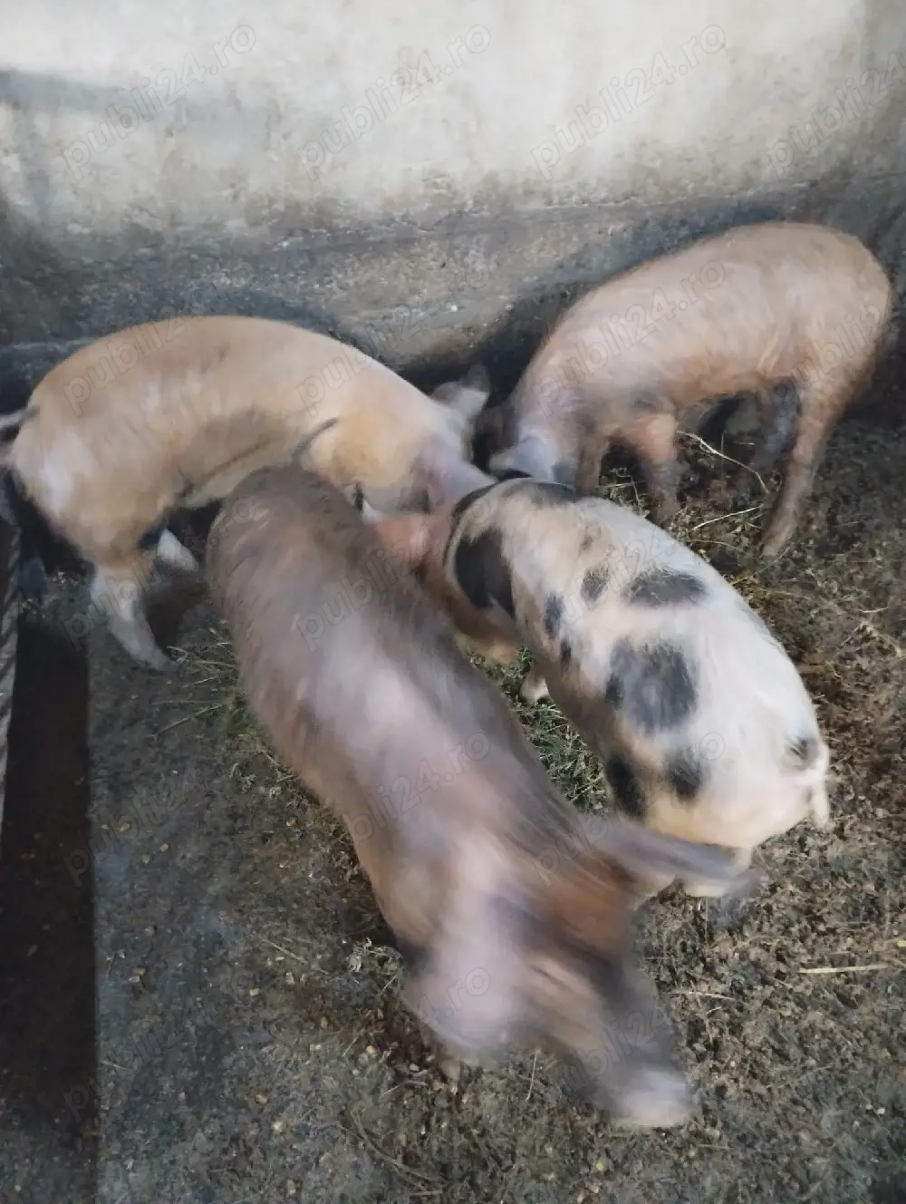 Vand purcei soldani 250-500 lei