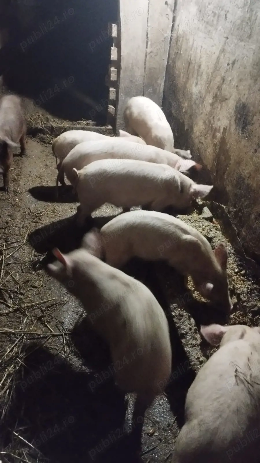 Vând purcei la 500 ron