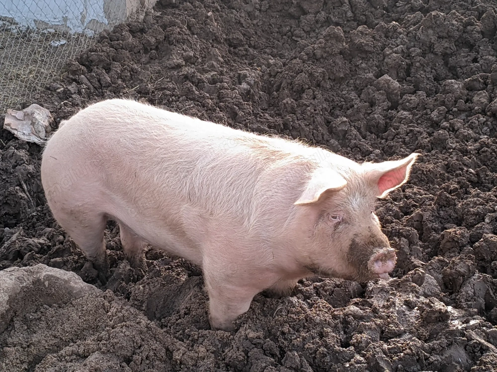 Ocazie unică vând porc crescut în habitat natural de 130kg