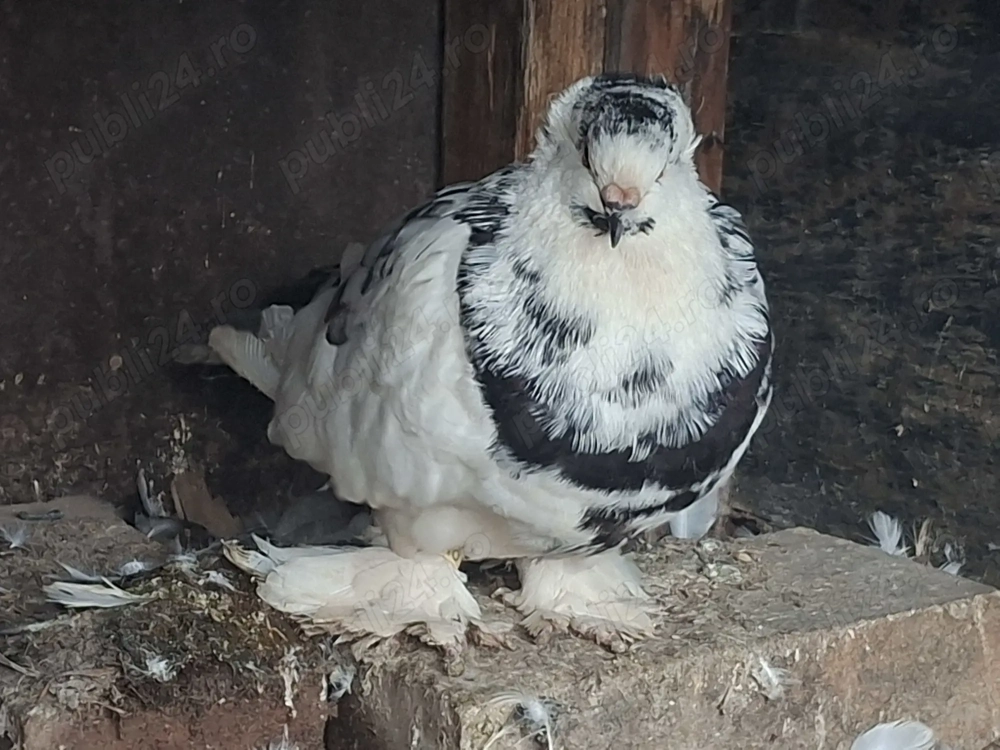 Porumbei Uriasi Maghiar