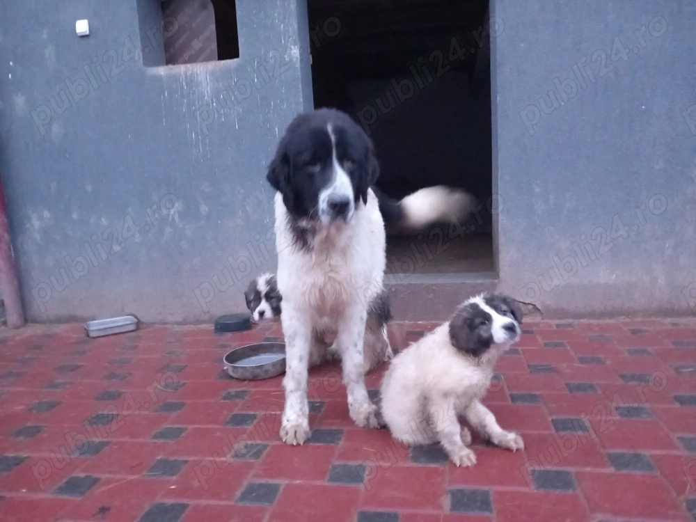 Pui de Ciobănesc de Bucovina 