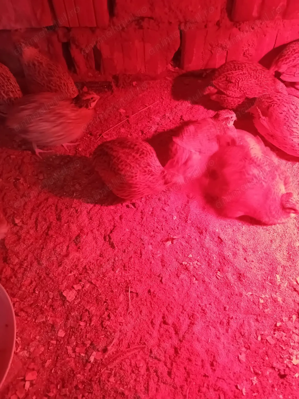 Vând oua de prepeliță JUMBO GOLD pentru incubat 