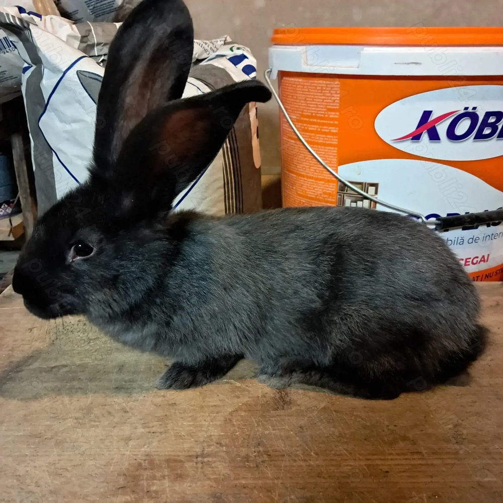 2 femele Uriaș german 