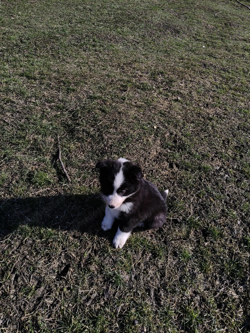Vând pui border collie