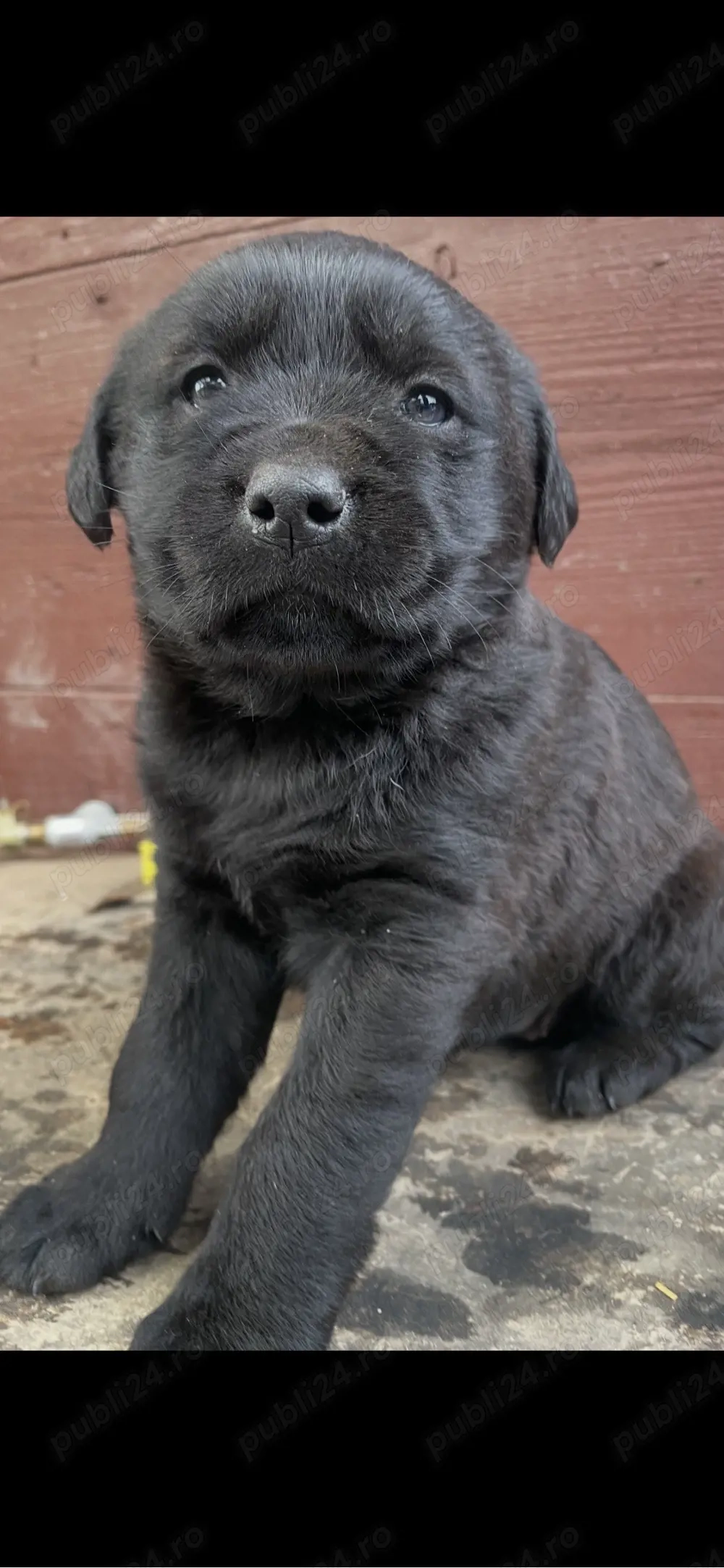 Labrador Retriever Negru - mascul