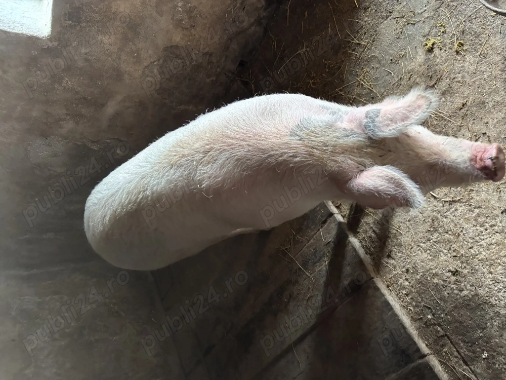 Porc pentru sacrificat