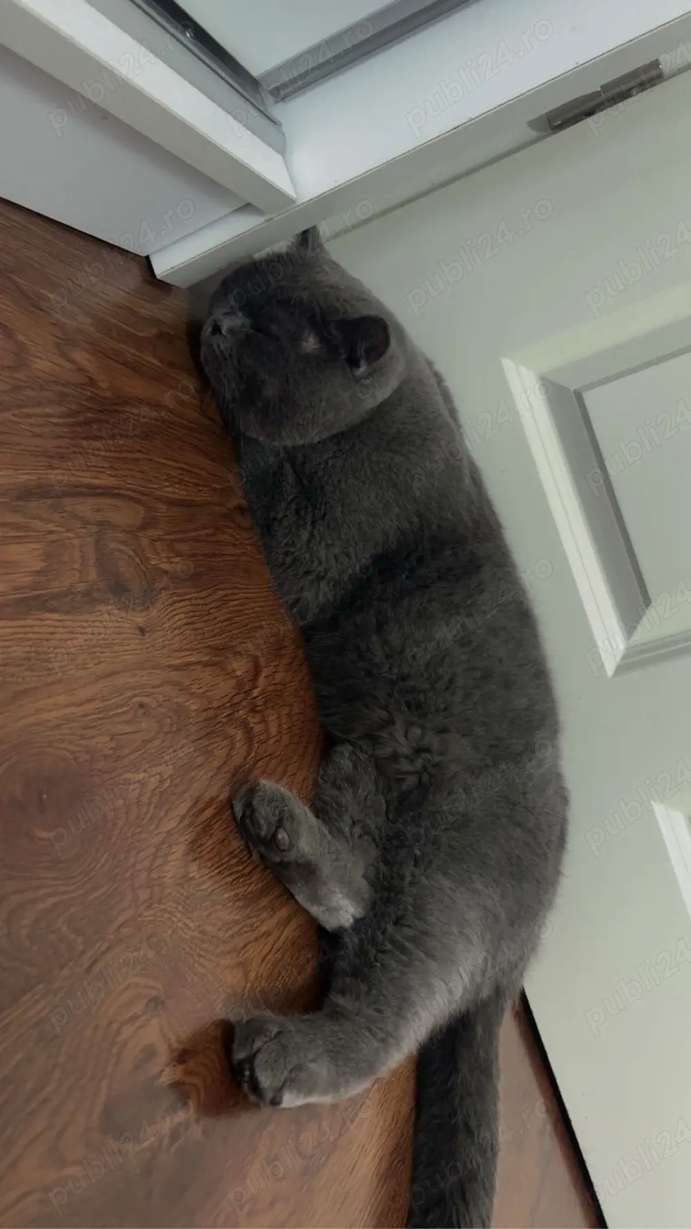 Motan British Shorthair