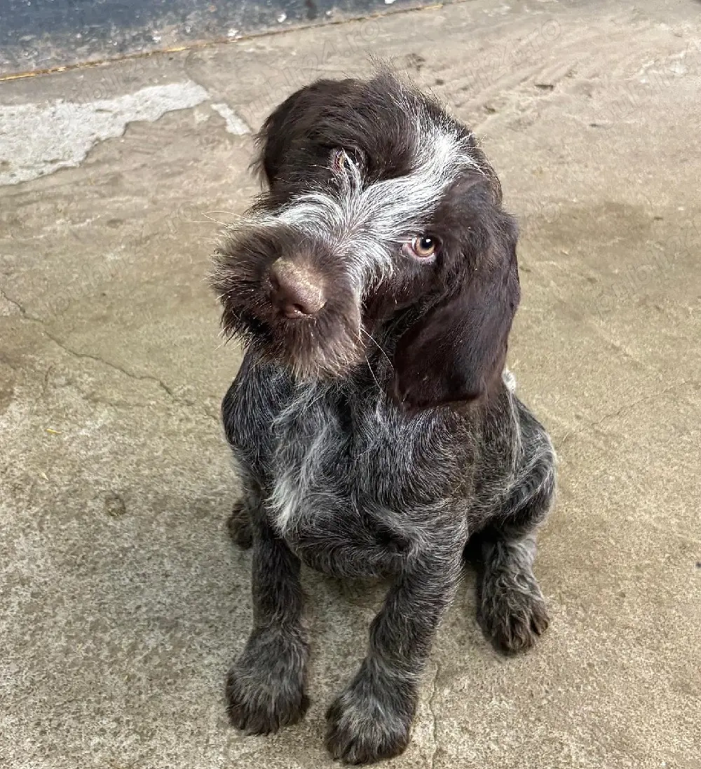 vând cățel brac german 