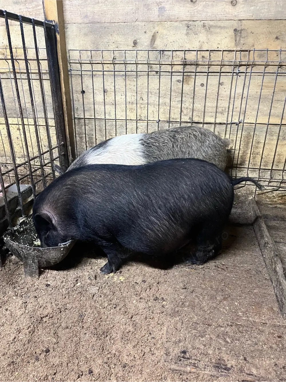 scroafa vietnamez gestanta