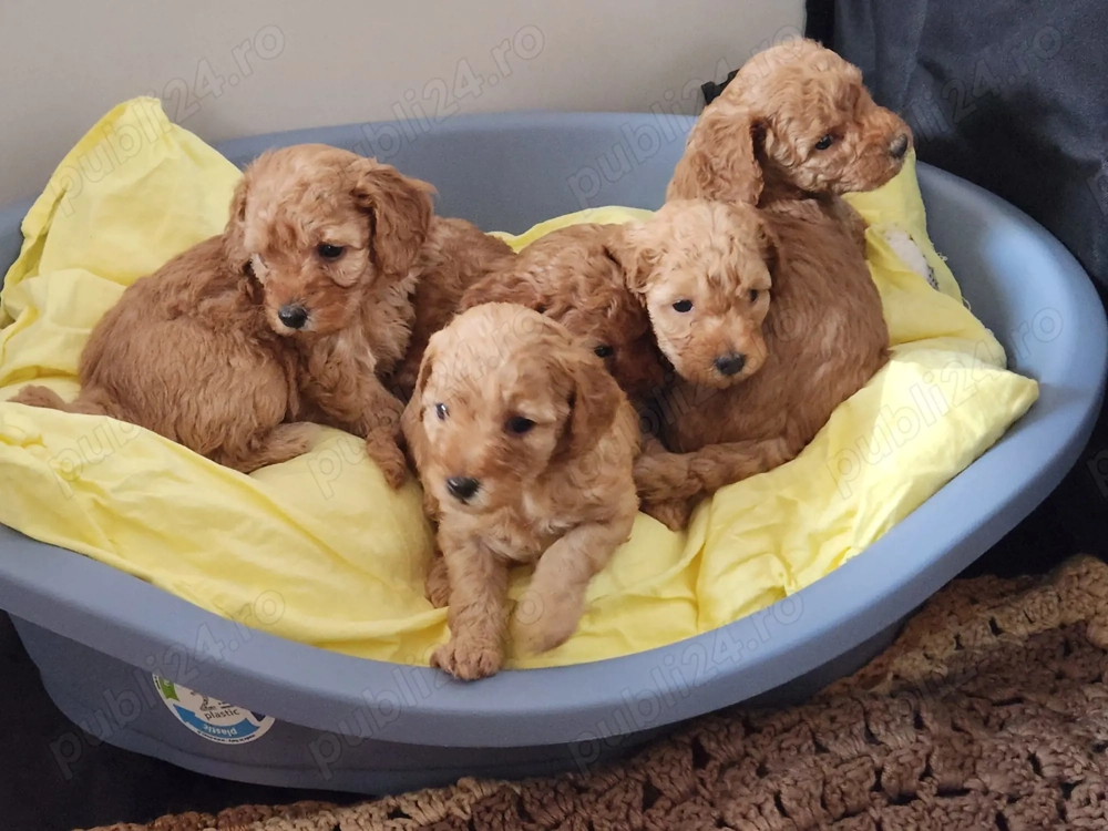 Pui poodle toy rosu cauta casuta