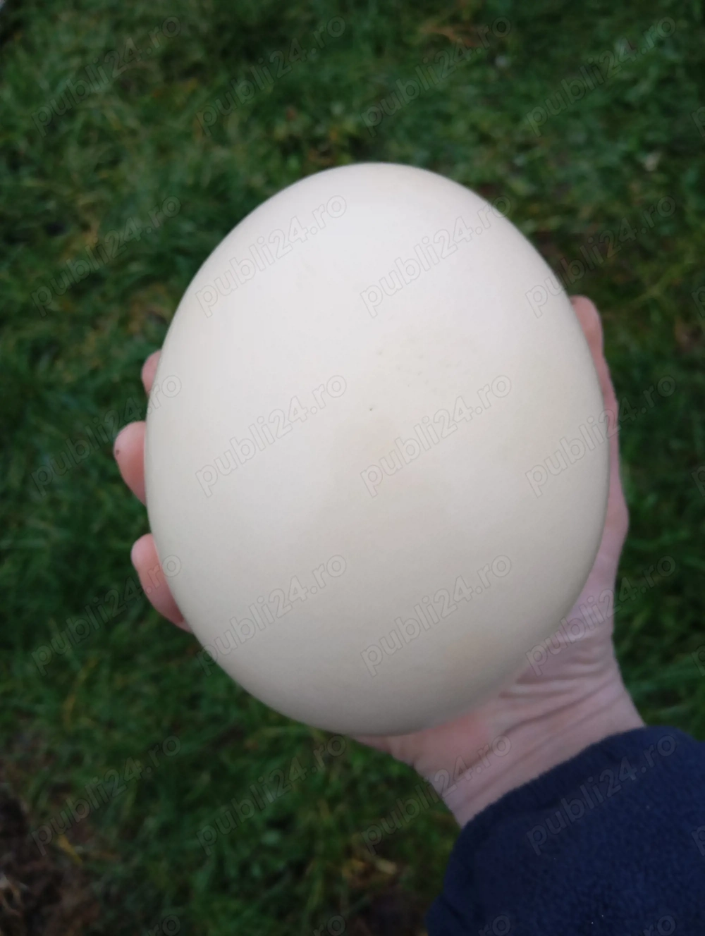 Oua proaspete de strut