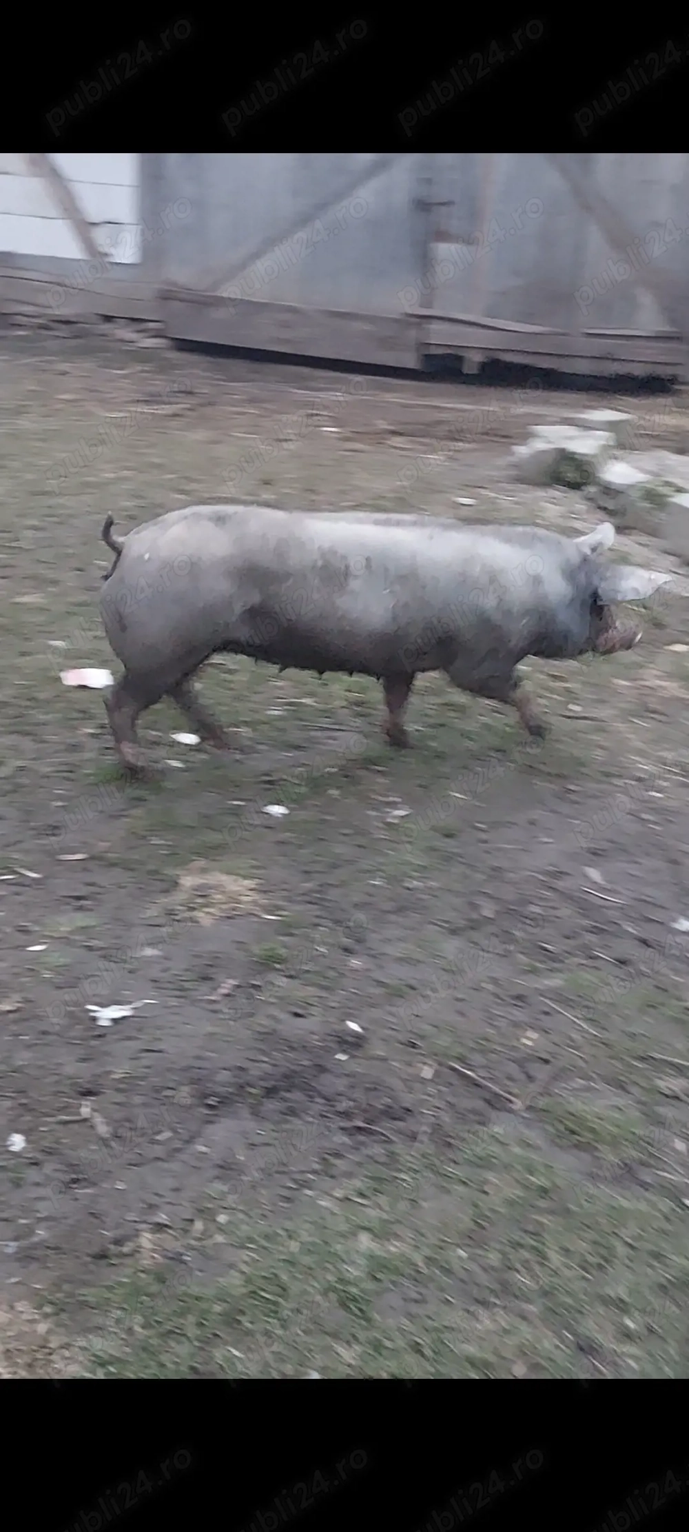 Vând purcea a două fătare este genstanta mai multe detalii la tel