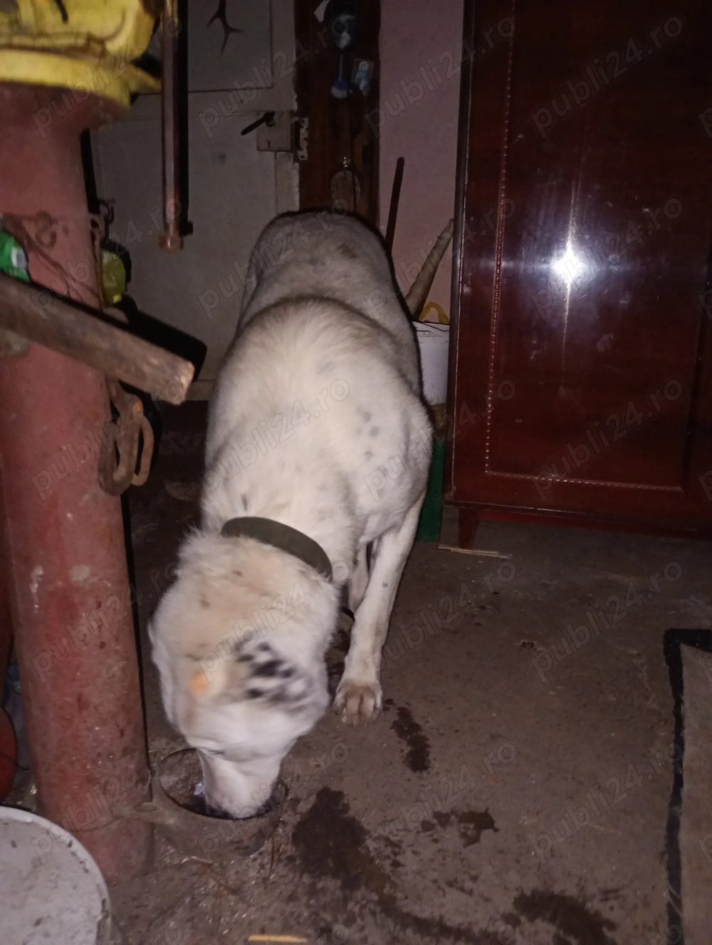 Vand căina alabai de 14 luni 70 kg  