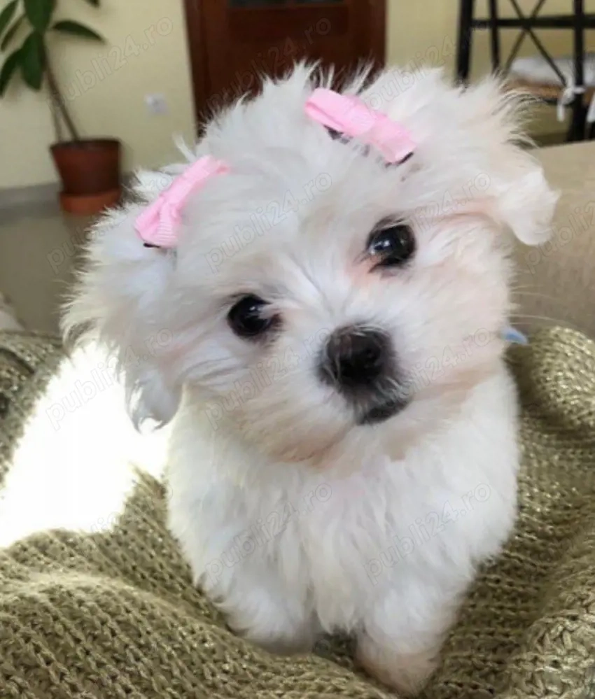Bichon Maltese cu pedigree 