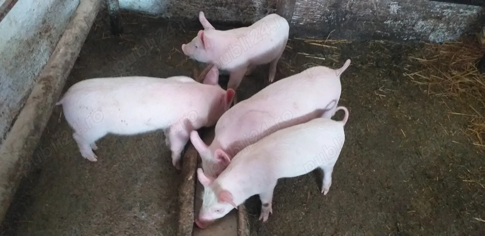 Vand 2 purcei rasa marele alb 