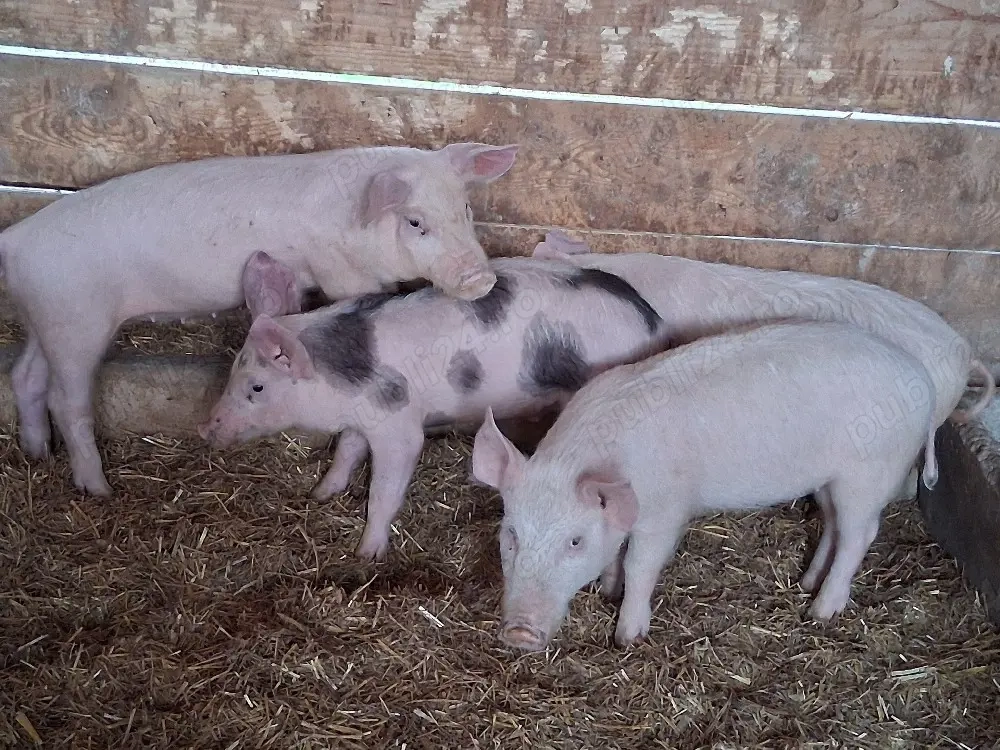 vând 4 purcei de 9 săptămâni 