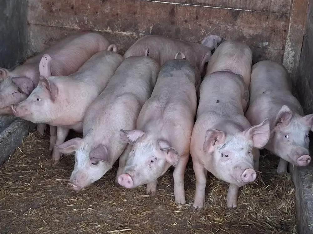 vând soldani Rasa de calitate Marele Alb 50 kg