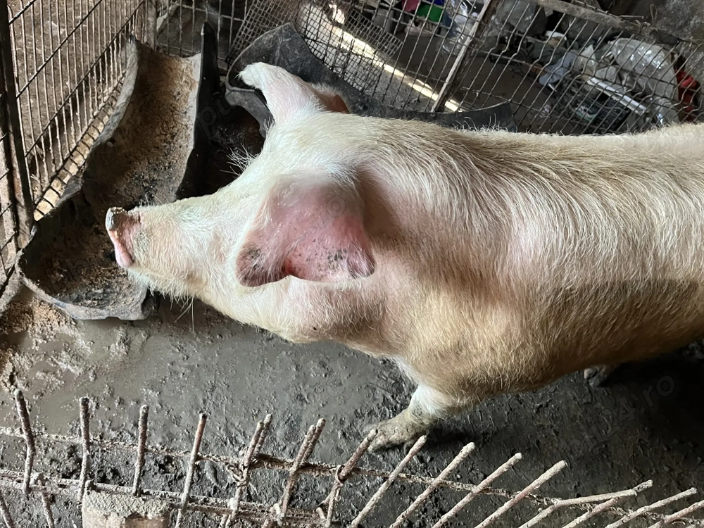 Porci viu sau carcasa