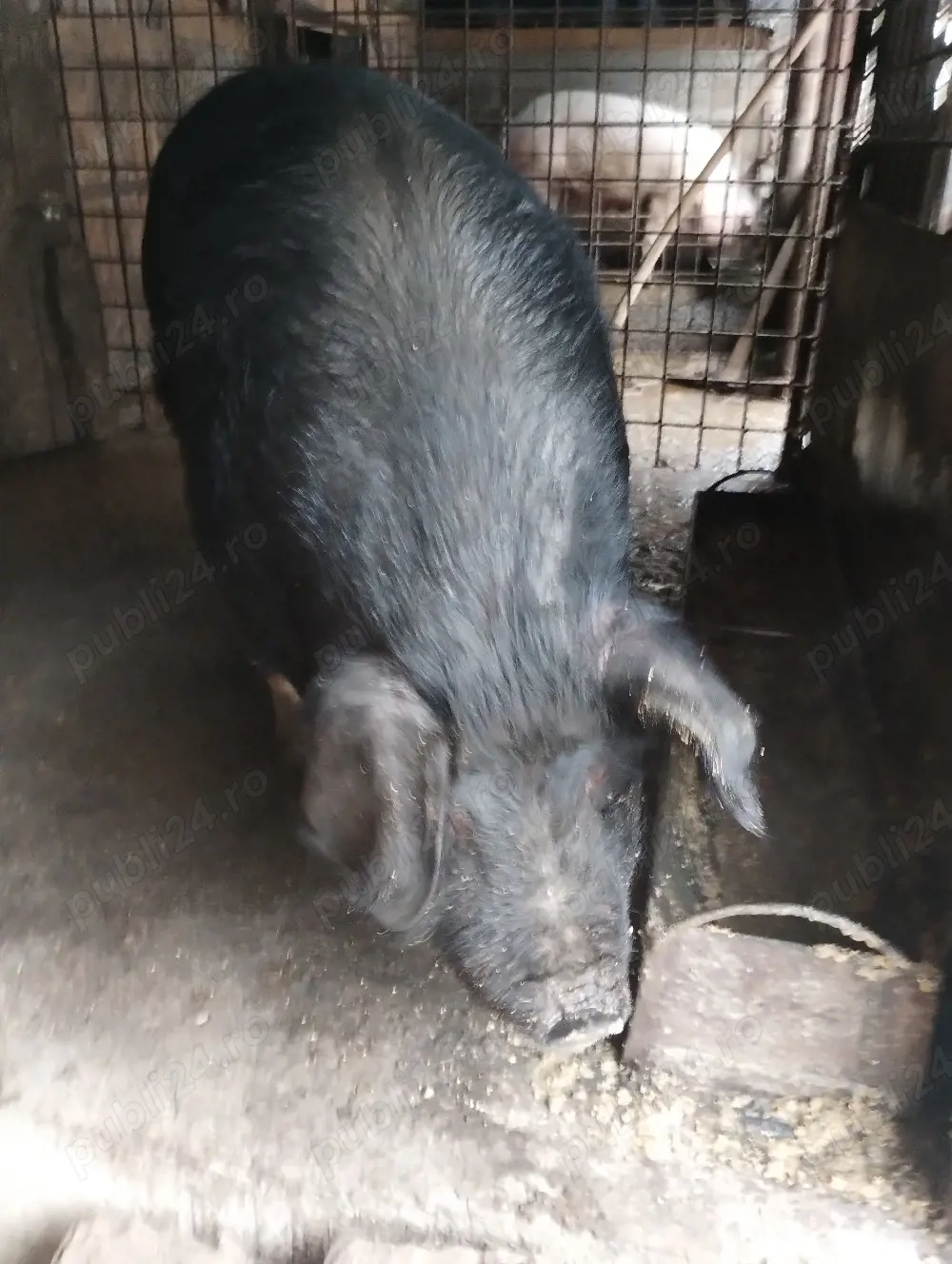 vand porc de sacrificat