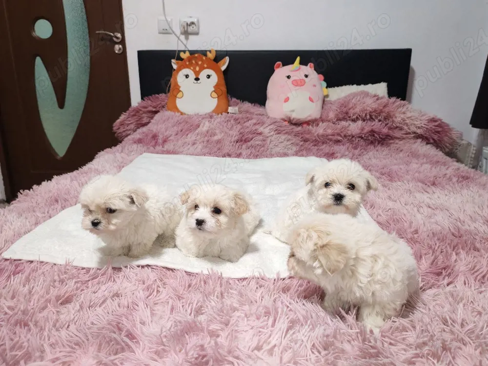 Cățeluși bichon maltez 