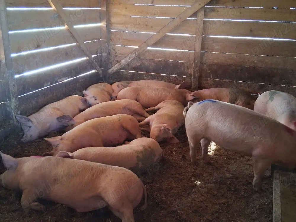 vând soldani 75-80;kg(masculi castraţi)