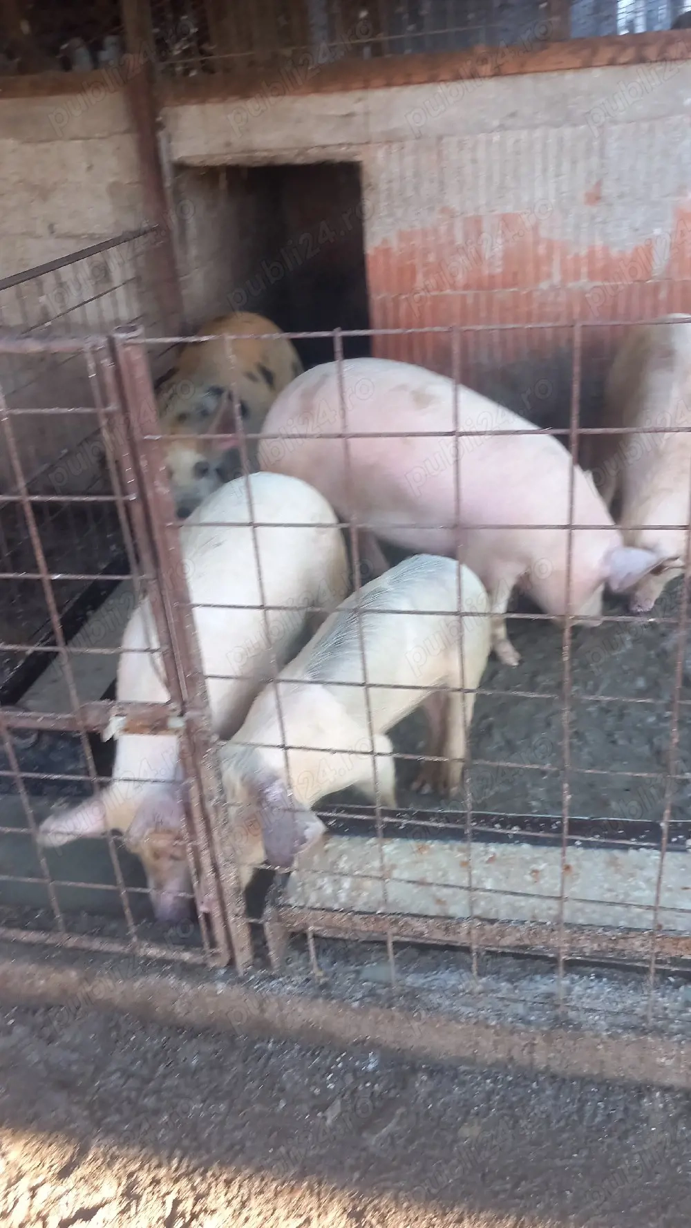 Vând purcele,mai multe detalii la nr de tel