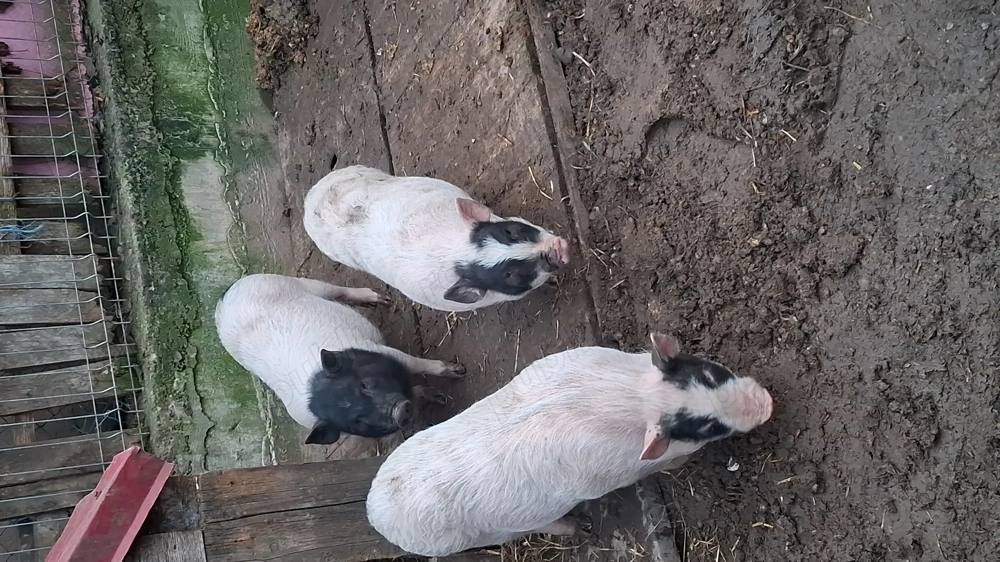 Vând 4 scrofițe și un vier au intre 3 luni și 5 luni !!