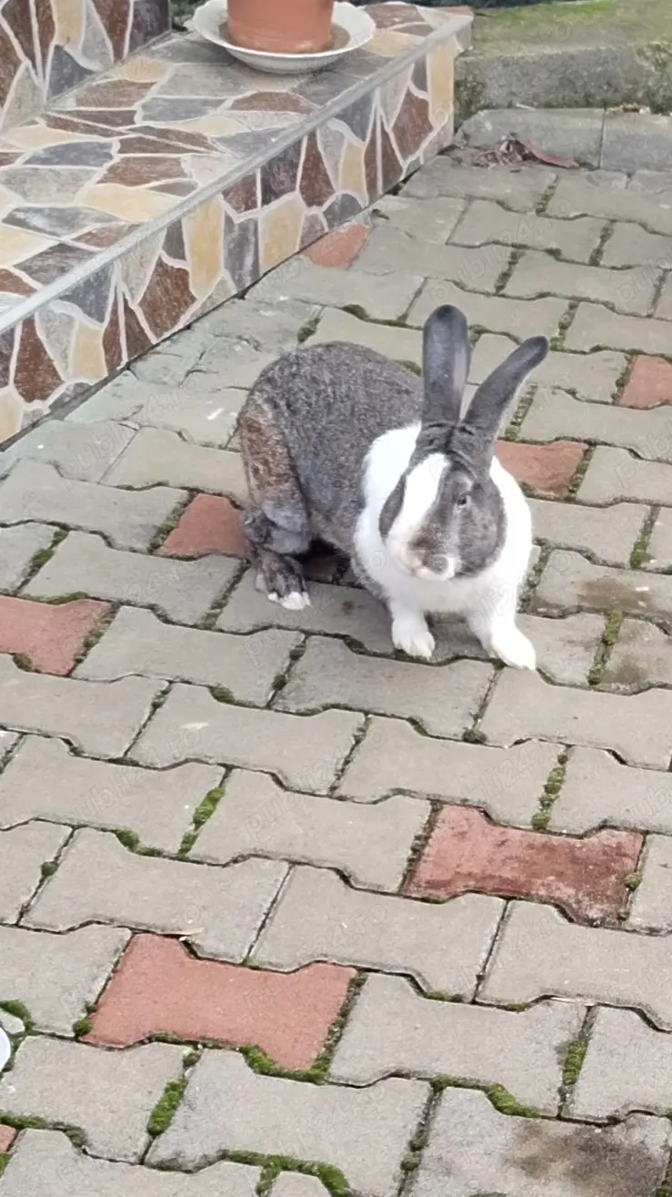 Iepuri de vânzare , rasa belgian urias