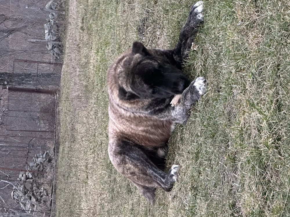 Vând câine din rasa alabai 