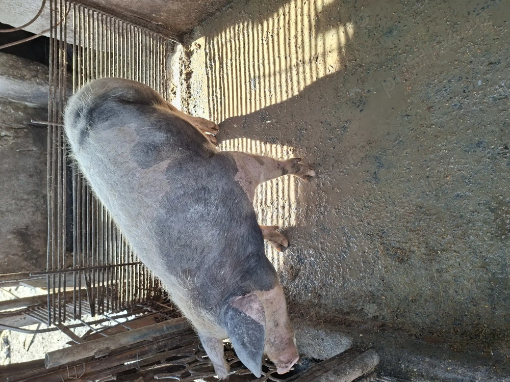 Cauta casa!pt locuit sau taiat!