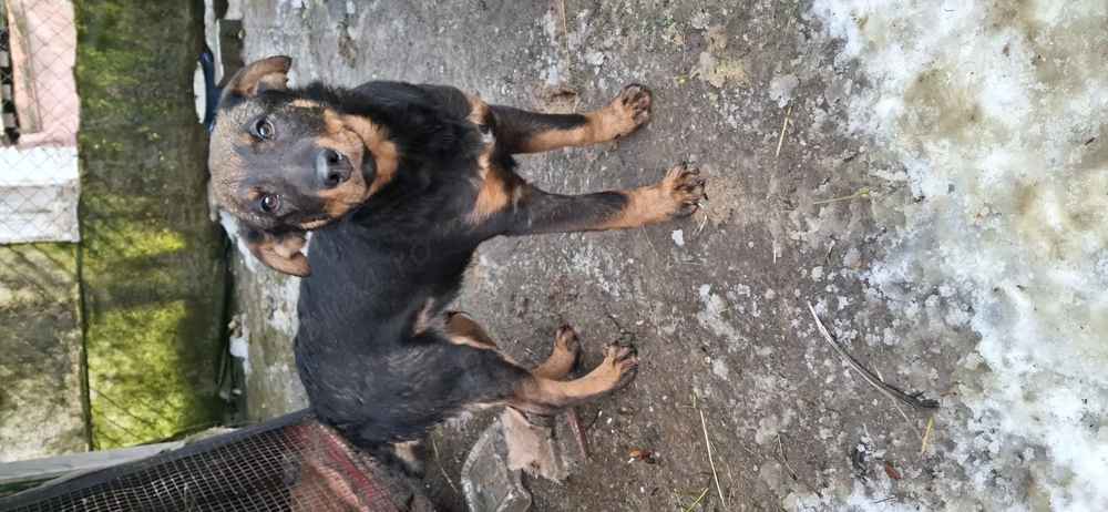 vand un catelus de 5 luni( jagdterrier)