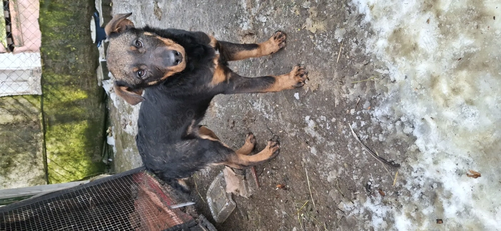 vand caine jagdterrier 8 luni