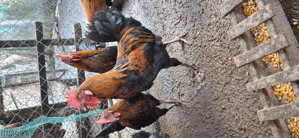 vand cocosei de marans , au 5 luni