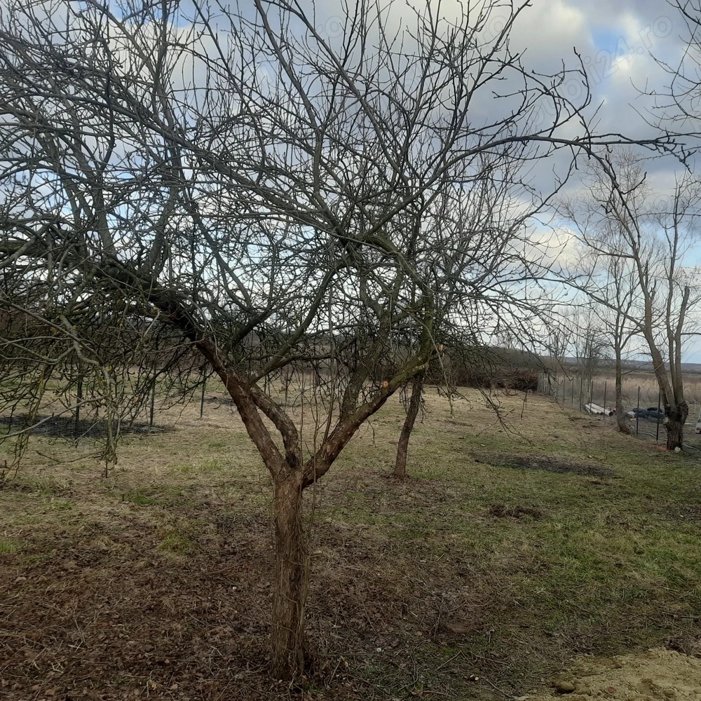 Teren intravilan in jud.Timis