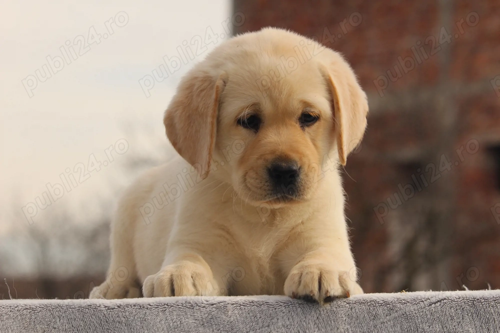 catei labrador calitate deosebita