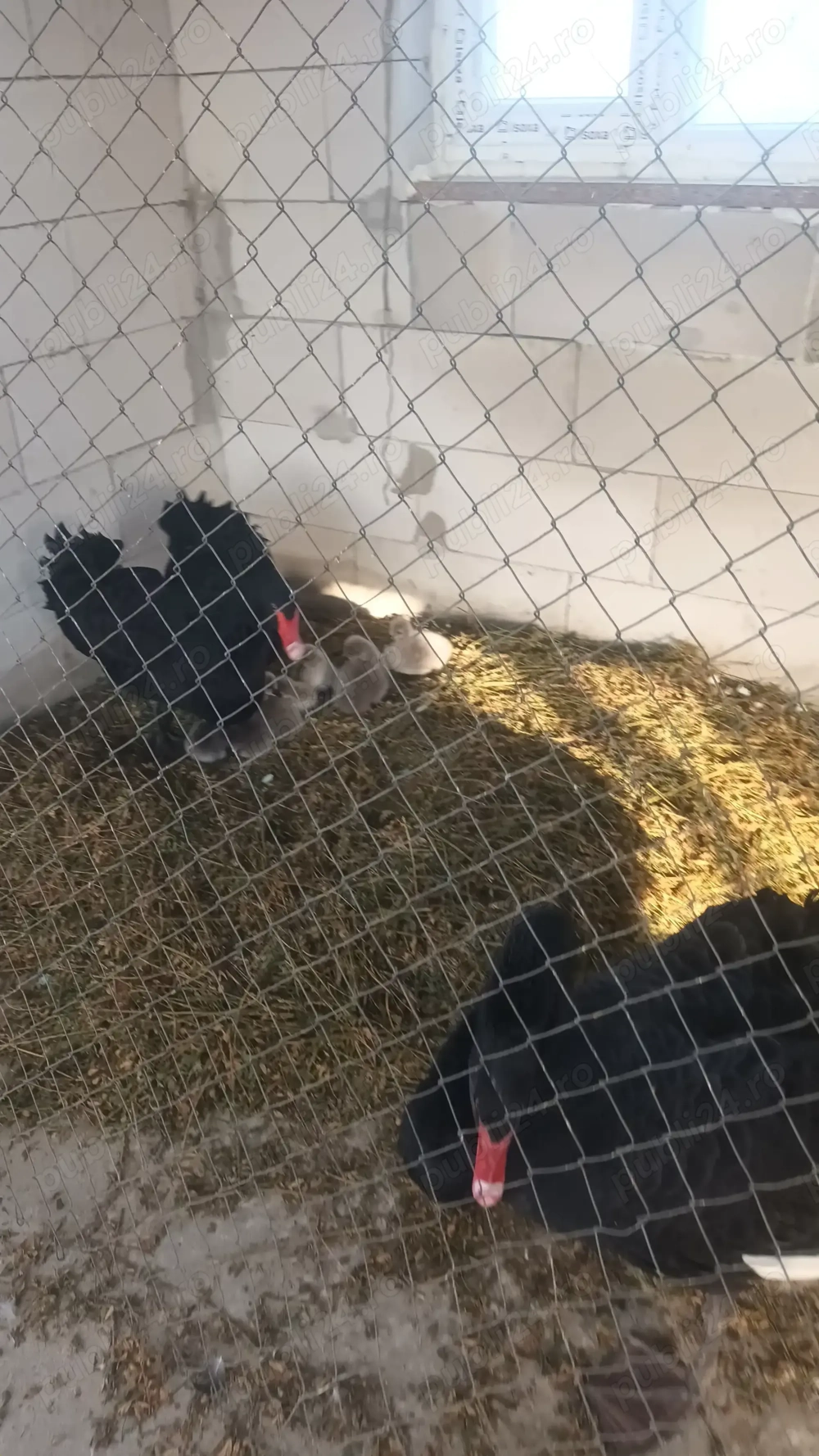 Vând păsări exotice,  lebede