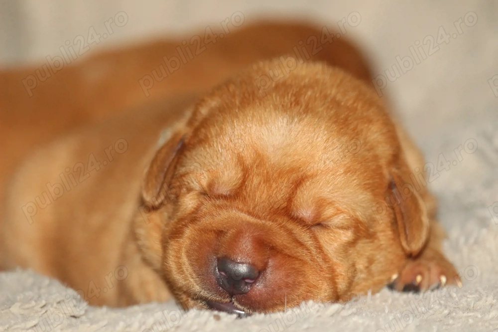 catei labrador foxred cu pedigree