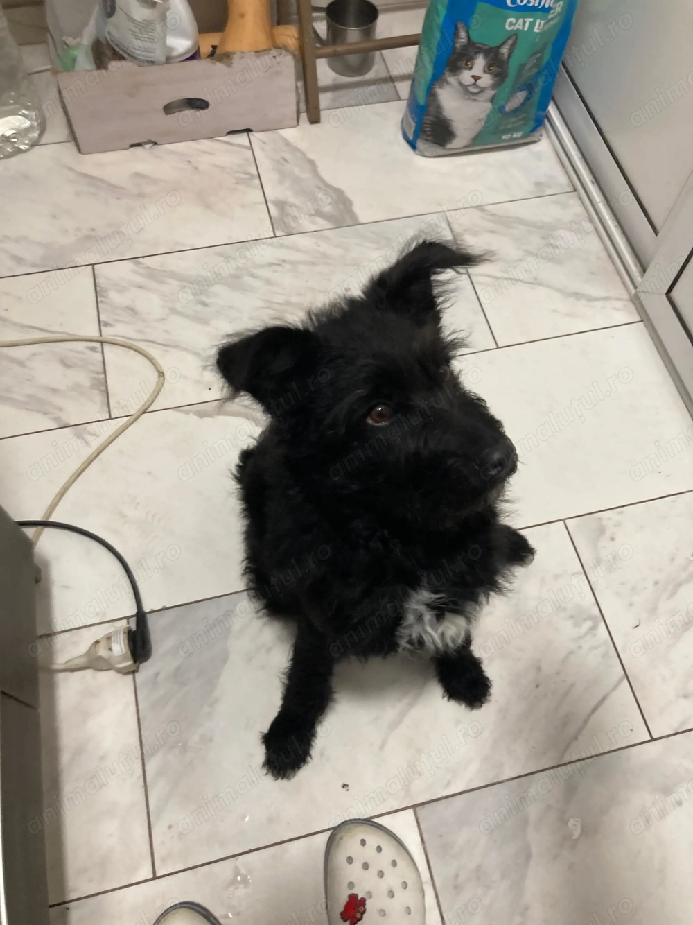 Bibi cățelușa mudi, de întors oi 