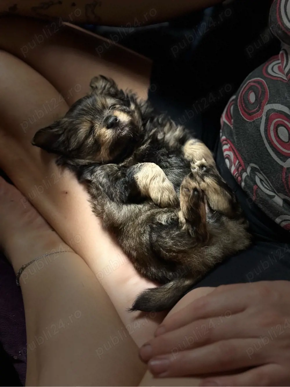 vand pui catel 6 saptamani 