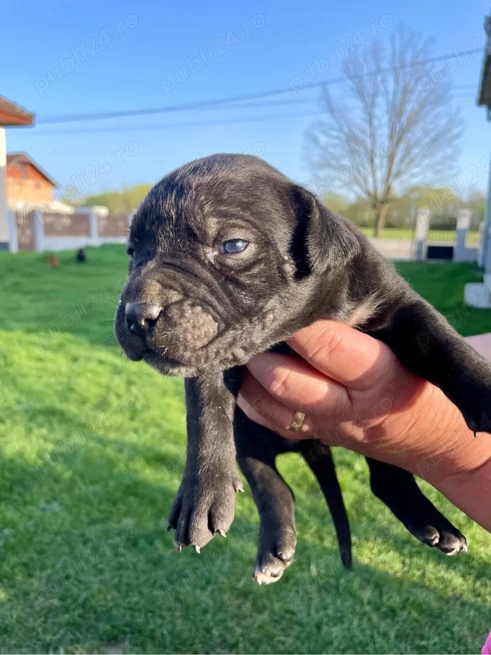 Donez pui Cane corso 3luni +