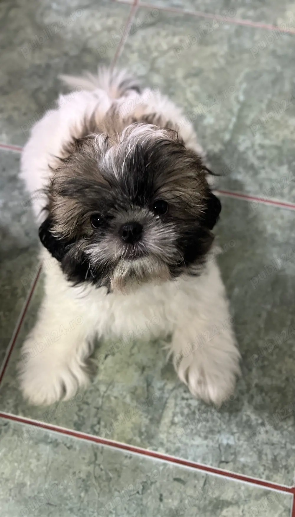 Baietel si fetita Shih Tzu