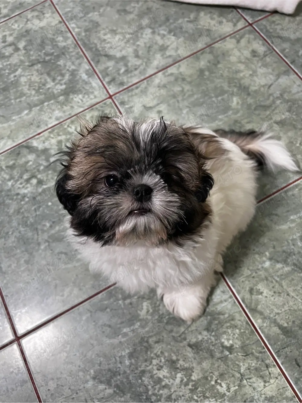 Shih Tzu baietel si fetita